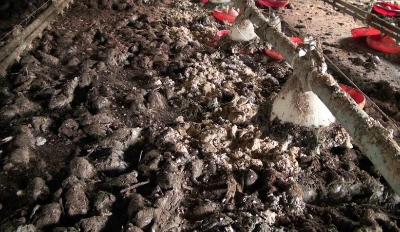 Sel suları 8 bin 800 civcivi boğdu