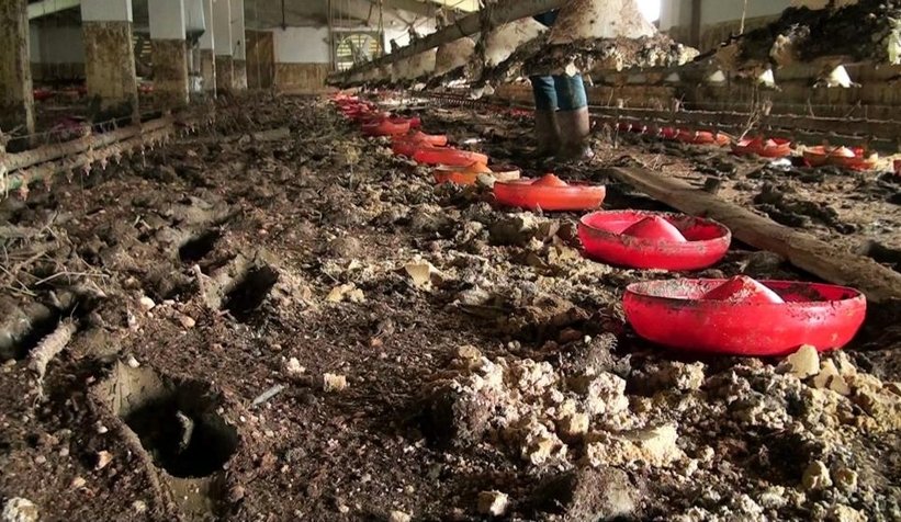 Sel suları 8 bin 800 civcivi boğdu