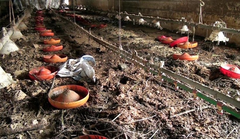 Sel suları 8 bin 800 civcivi boğdu