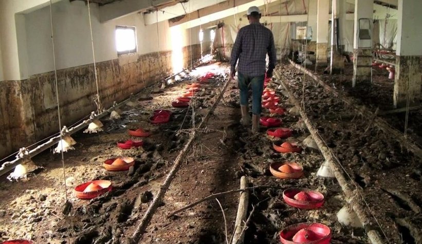 Sel suları 8 bin 800 civcivi boğdu