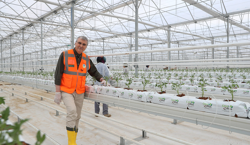 seracilik-mukemmeliyet-merkezinde-65-bin-kok-domates-fidesi-dikildinhlmu0u2q2