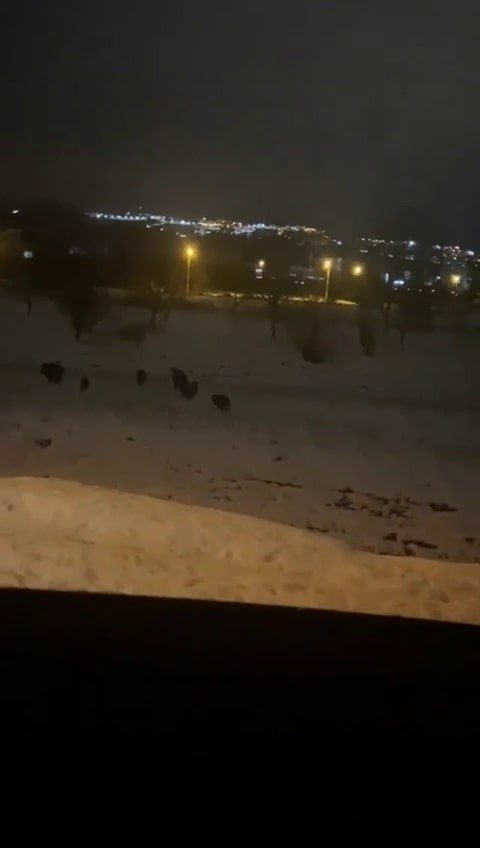 Serdivan'da domuz sürüsü merkezine indi