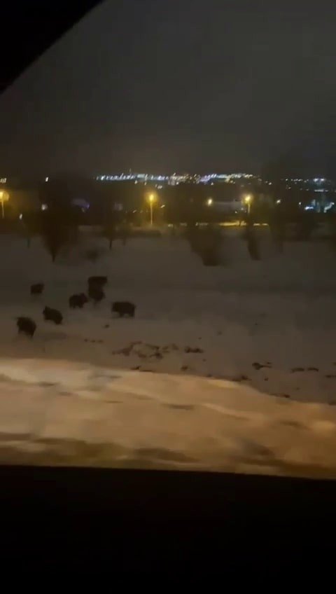 Serdivan'da domuz sürüsü merkezine indi