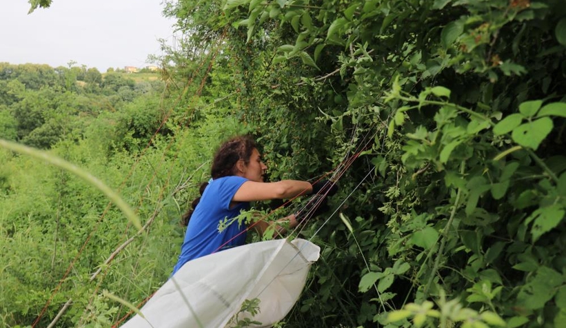 Serdivan'da kadın paraşütçü ağaçlık alana çakıldı