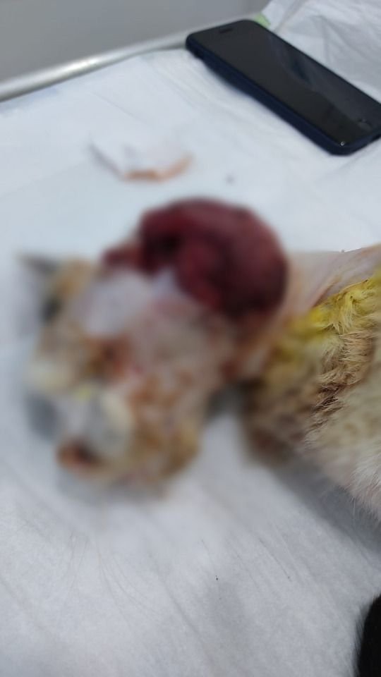 Serdivan'da kediye vahşet