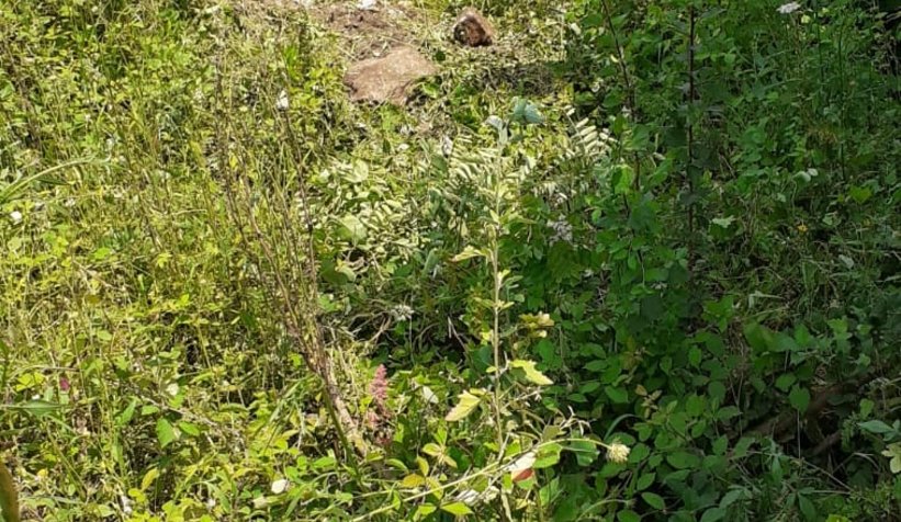 Şerefiye'de kaza: 2 yaralı