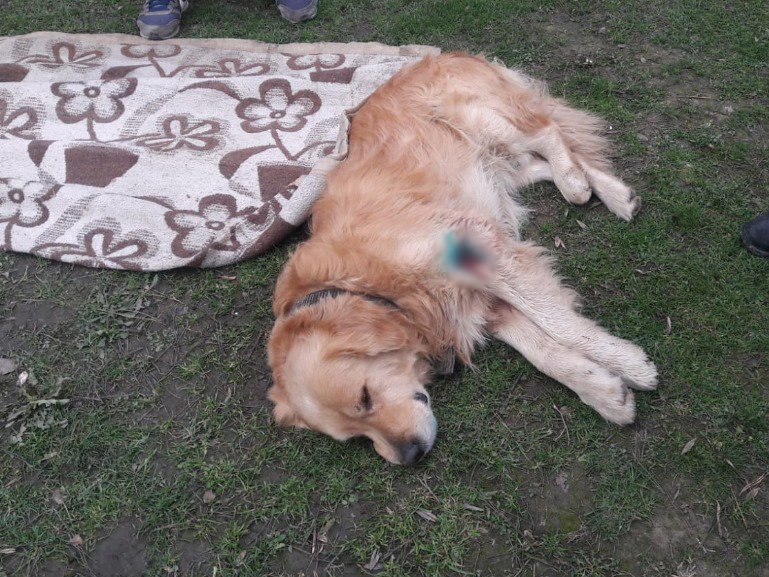 Sevimli köpeği tüfekle vurdular