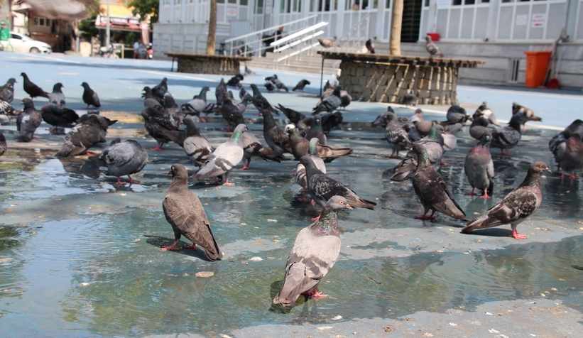 sicakliklar-nedeniyle-cadde-ve-sokaklar-bos-kaldil0jpvg1lq1