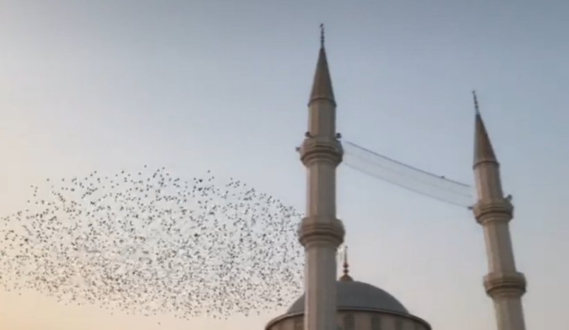 Sığırcık kuşlarından görsel şölen