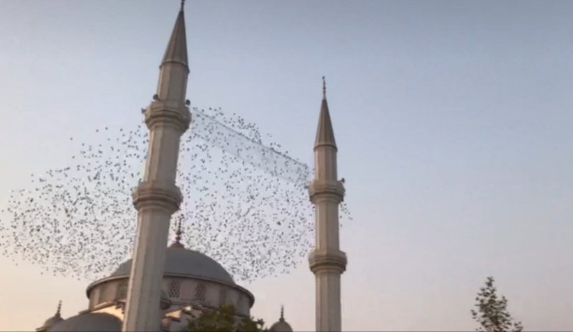 Sığırcık kuşlarından görsel şölen