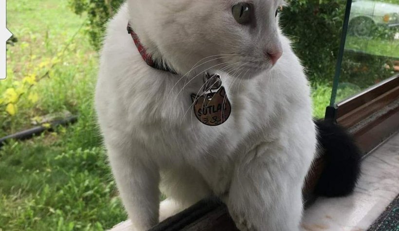 Silahla Sütlacı öldüren caninin bulunmasını istiyor