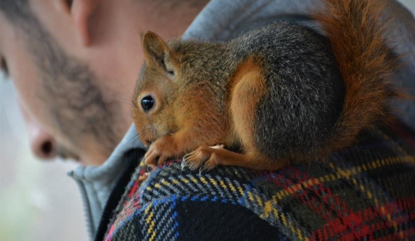 Sincap Alvin çay içiyor, cips yiyor, otomobille geziyor