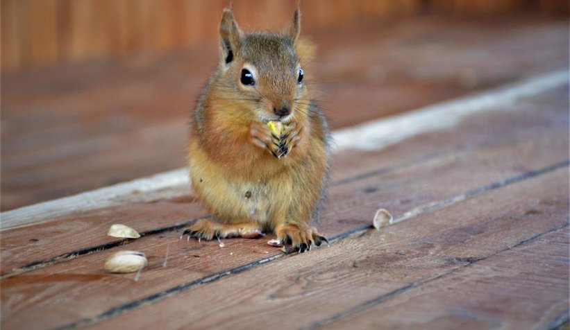Sincap Alvin çay içiyor, cips yiyor, otomobille geziyor