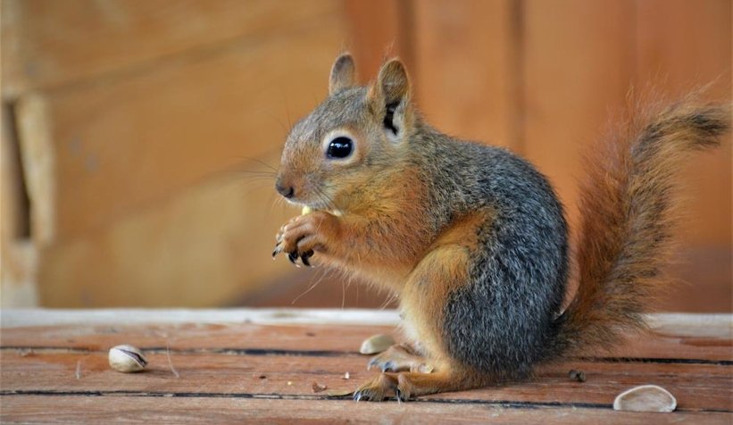 Sincap Alvin çay içiyor, cips yiyor, otomobille geziyor