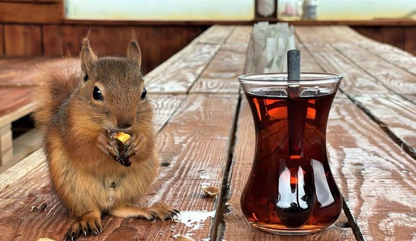 Sincap Alvin çay içiyor, cips yiyor, otomobille geziyor