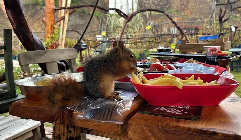 Sincap Alvin çay içiyor, cips yiyor, otomobille geziyor