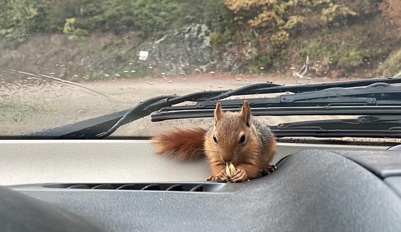 Sincap Alvin çay içiyor, cips yiyor, otomobille geziyor