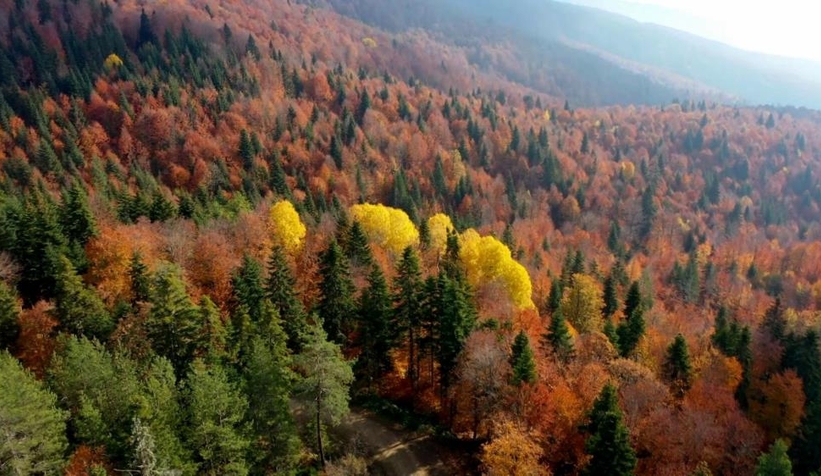 sisin-sonbahar-ile-bulusmasi-gorsel-solen-olusturduuwn6unndog