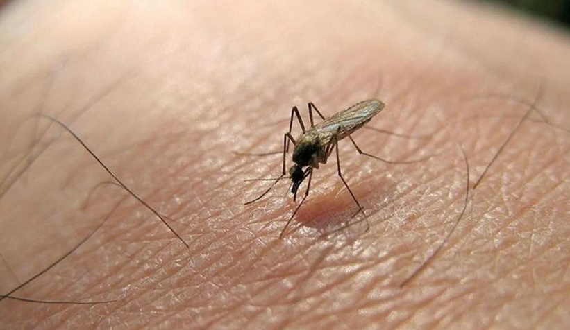 Sivrisinekler için önlemi açıkladı
