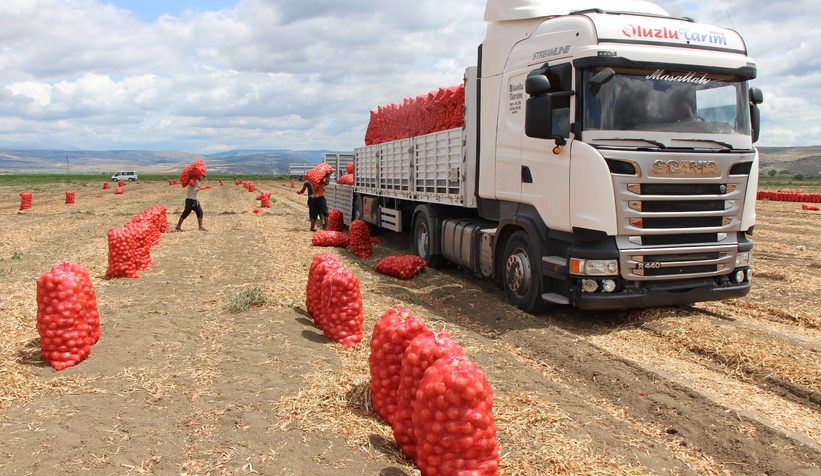 Soğan tarlada 6 TL