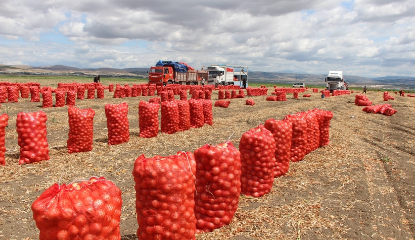 Soğan tarlada 6 TL