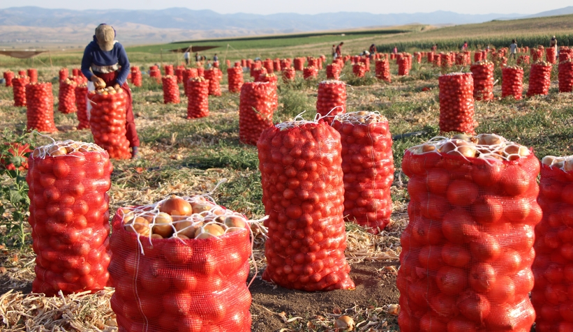 Soğanın fiyatı tarlada 4 liraya düştü