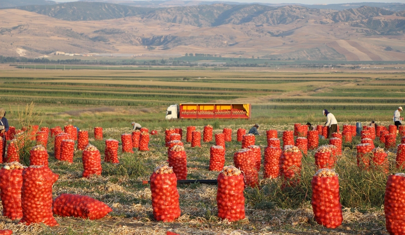 Soğanın fiyatı tarlada 4 liraya düştü