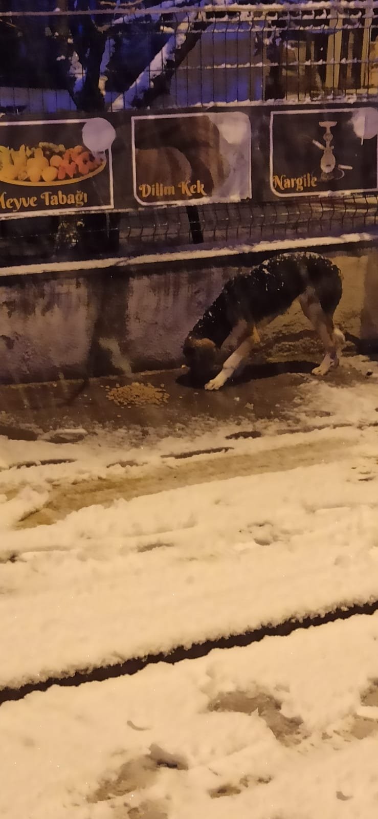 Sokak hayvanları unutulmadı