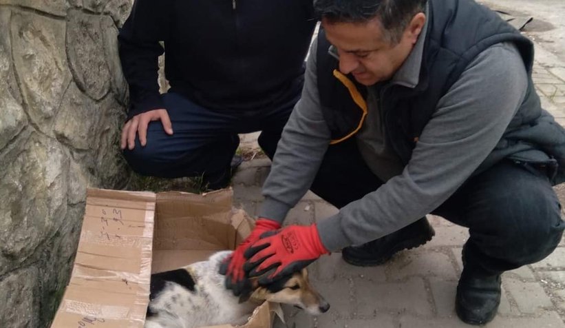 Sokak köpeğini ölüme terk ettiler