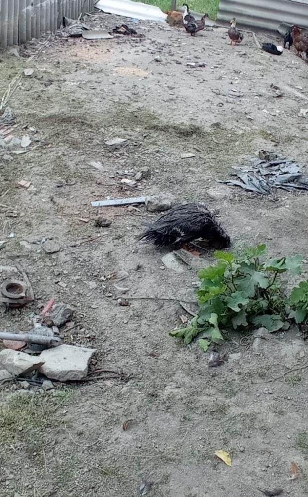 Sokak köpekleri 50 hayvanı telef etti