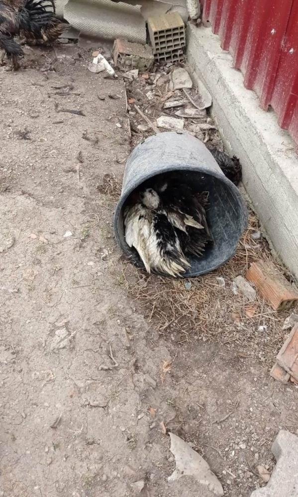 Sokak köpekleri 50 hayvanı telef etti