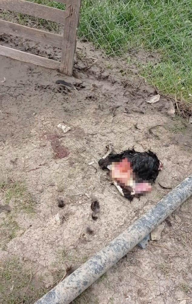 Sokak köpekleri 50 hayvanı telef etti