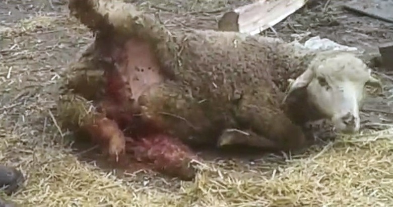 Sokak köpekleri 7 koyunu telef etti