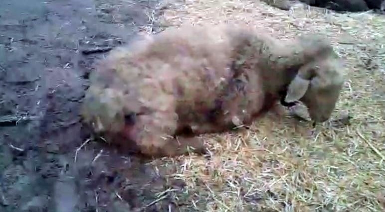 Sokak köpekleri 7 koyunu telef etti