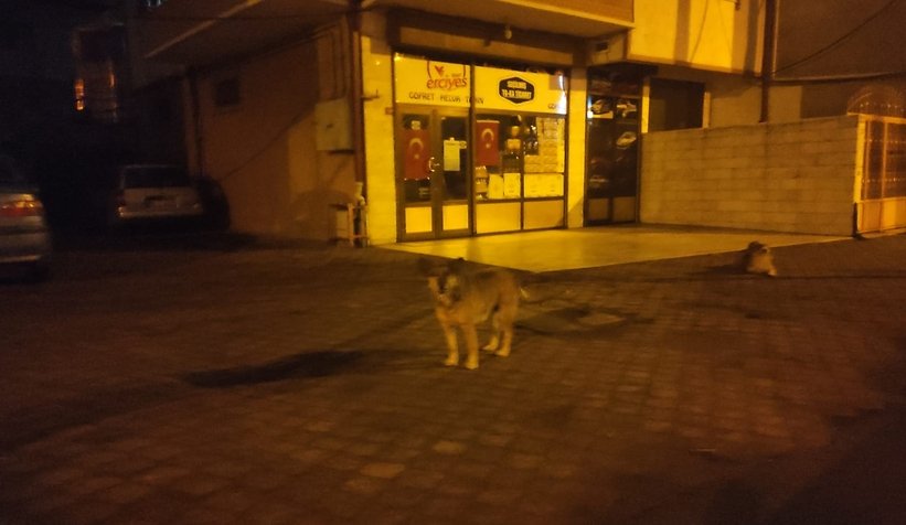 Sokak köpekleri kadına saldırdı