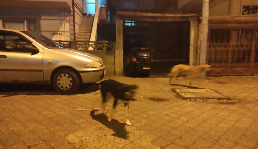 Sokak köpekleri kadına saldırdı