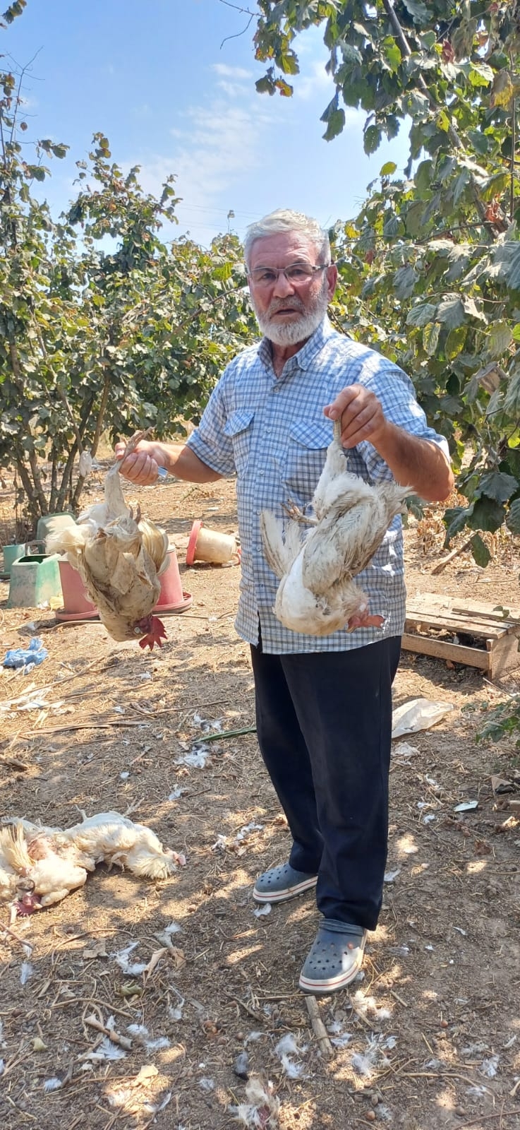 Sokak köpekleri kümese saldırdı 35 tavuğu parçaladı