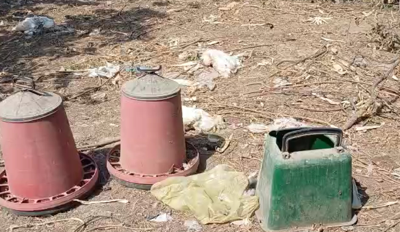 Sokak köpekleri kümese saldırdı 35 tavuğu parçaladı