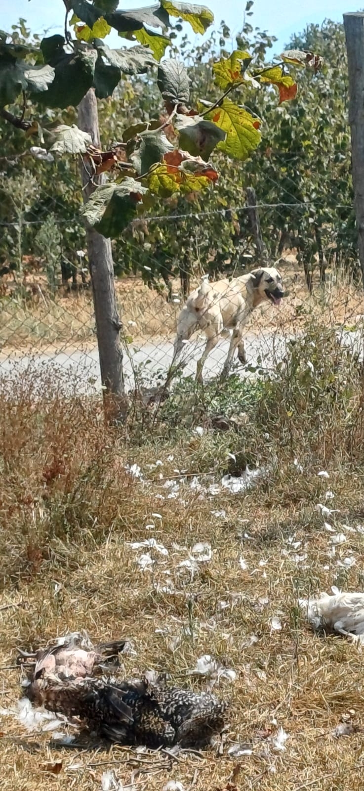 Sokak köpekleri kümese saldırdı 35 tavuğu parçaladı