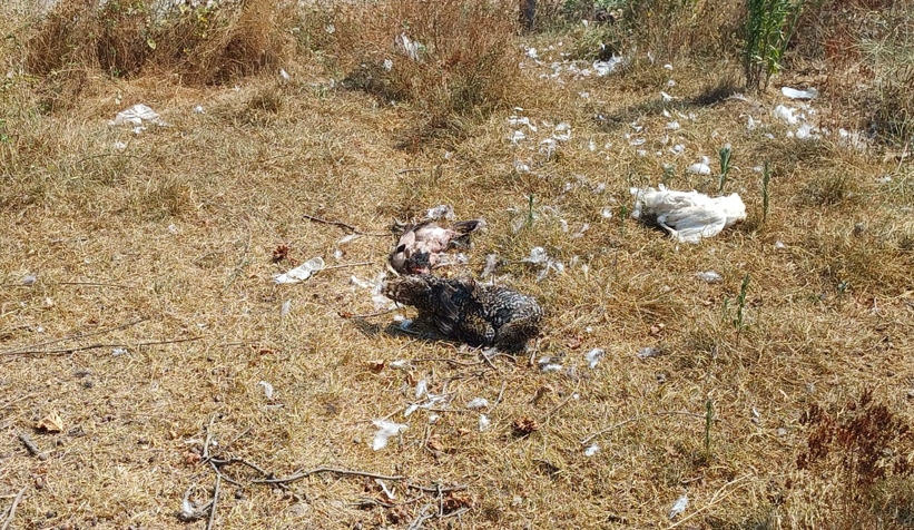 Sokak köpekleri kümese saldırdı 35 tavuğu parçaladı