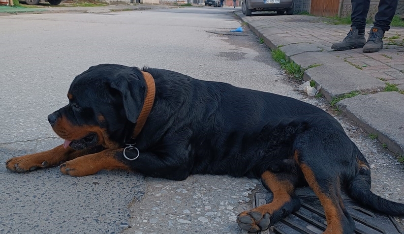 sokakta-kopegin-saldirisina-ugradin2k4owjxt2