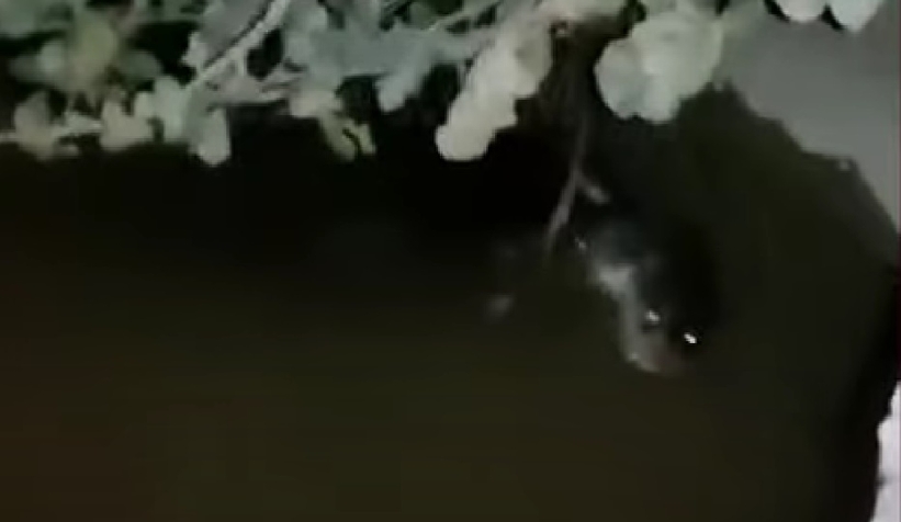 su-samuru-geyve-de-goruntulendirm5ka0rnbt