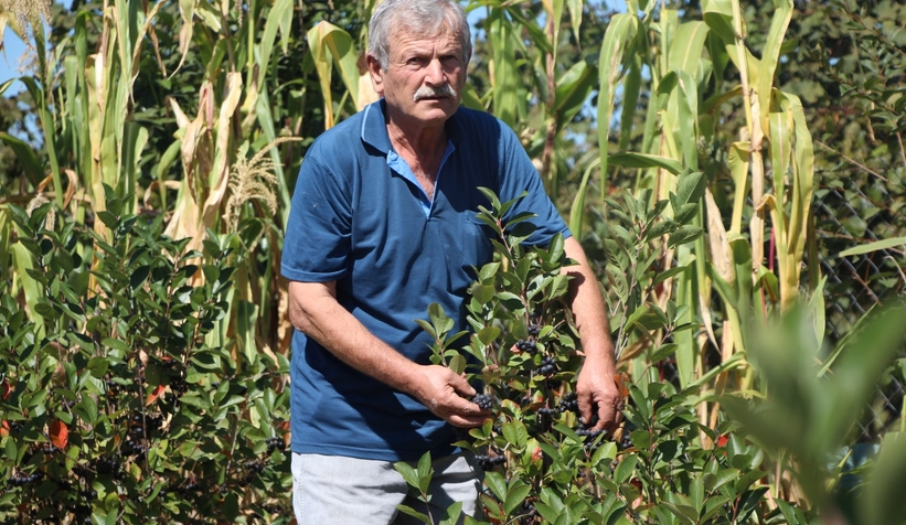 Süper meyve'nin kilosu 400 lira, talebe yetişemiyor