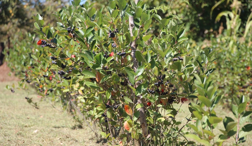 Süper meyve'nin kilosu 400 lira, talebe yetişemiyor