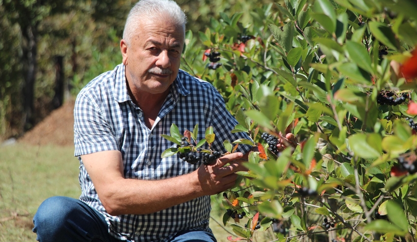 Süper meyve'nin kilosu 400 lira, talebe yetişemiyor
