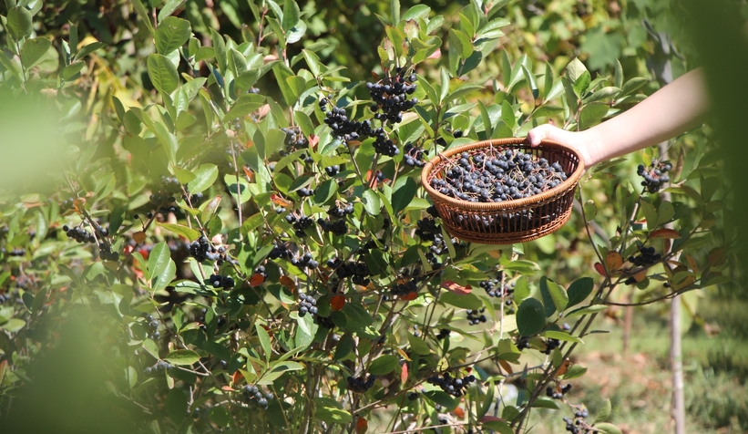 Süper meyve'nin kilosu 400 lira, talebe yetişemiyor