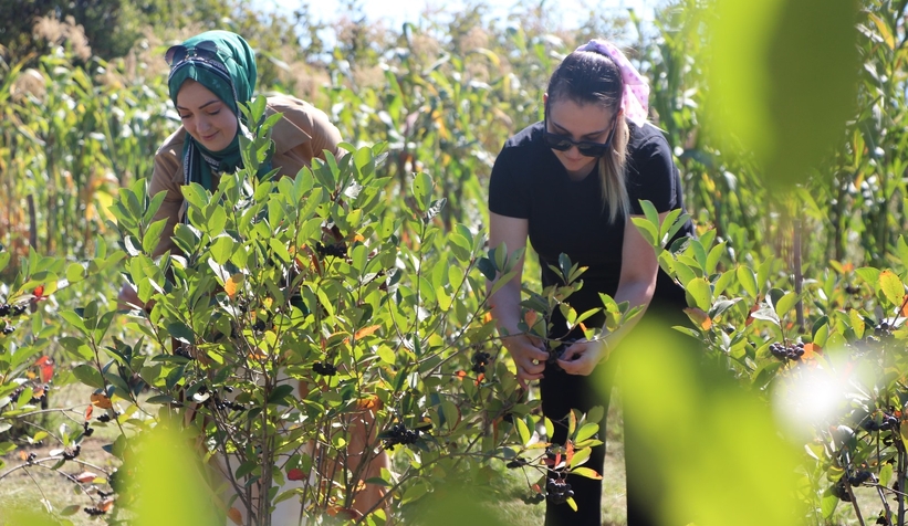 Süper meyve'nin kilosu 400 lira, talebe yetişemiyor