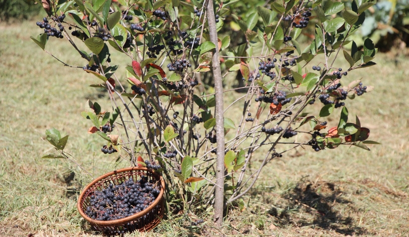 Süper meyve'nin kilosu 400 lira, talebe yetişemiyor