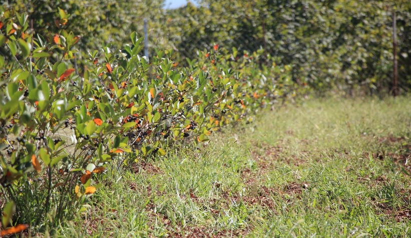 Süper meyve'nin kilosu 400 lira, talebe yetişemiyor
