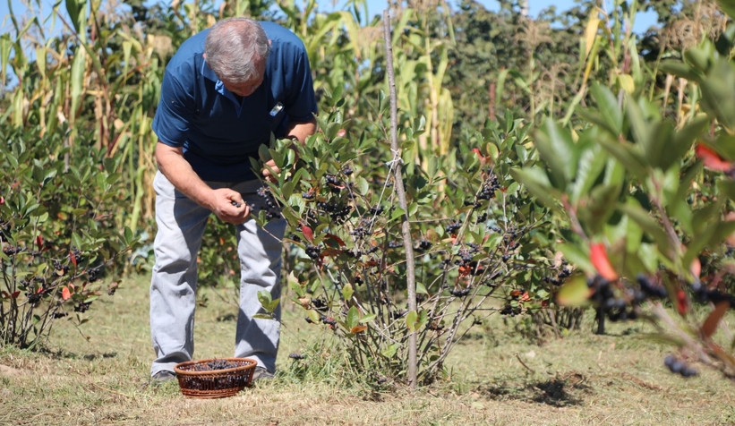 Süper meyve'nin kilosu 400 lira, talebe yetişemiyor